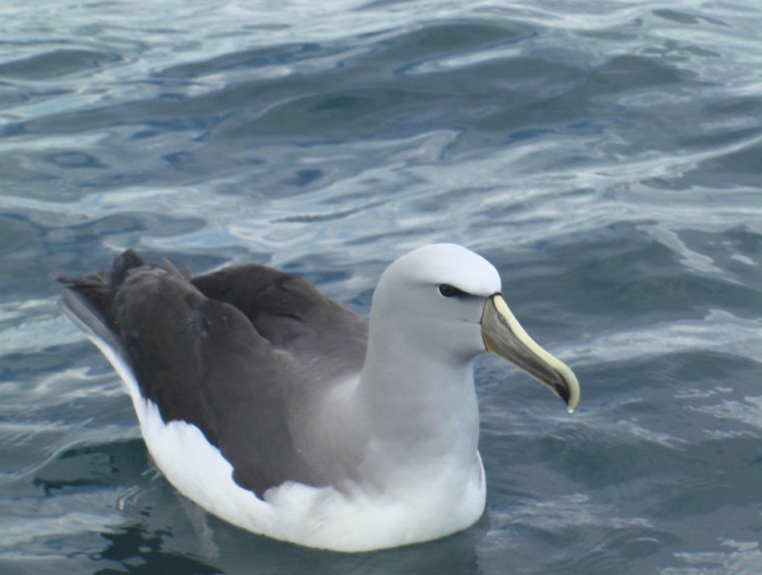 Salvin's Albatross
